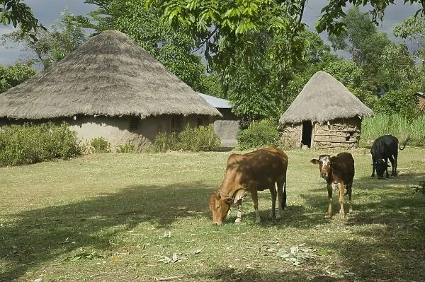 Kenya, Kakamega Forest National Reserve, small farm with thatched mud huts and cows grazing in the foreground