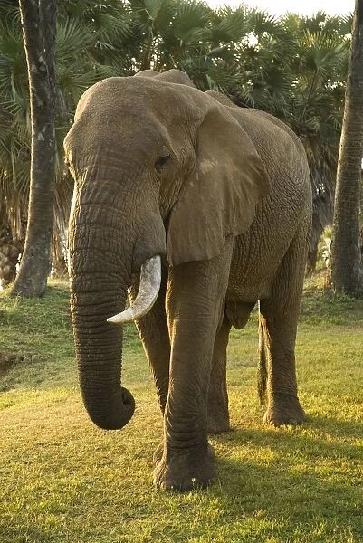 Kenya, Kenya, Tsavo National Park, Galdessa, elephant with single tusk