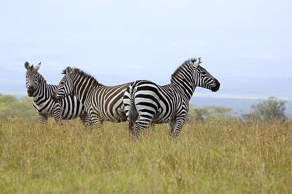 Kenya, Laikipia, Ol Pejeta Conservancy, three Burchells zebras standing in grass