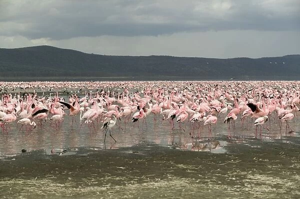 Kenya, Lake Nakuru National Park, Cormorant Point, colony of Lesser flamingos (Phoenicopterus minor)