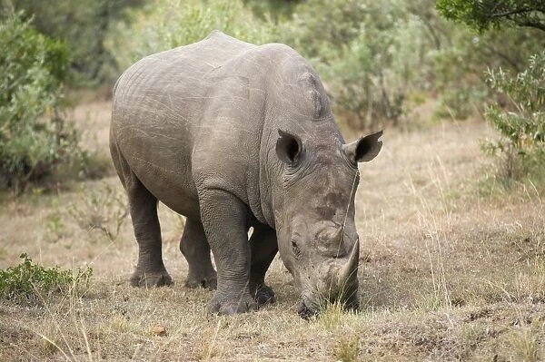 Kenya, Masai Mara National Reserve, White rhinoceros (Ceratotherium simum) eating grass