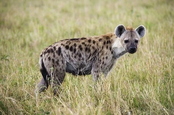 Kenya, Masai Mara National Reserve, Spotted hyena (Crocuta crocuta) in the grass, looking at camera