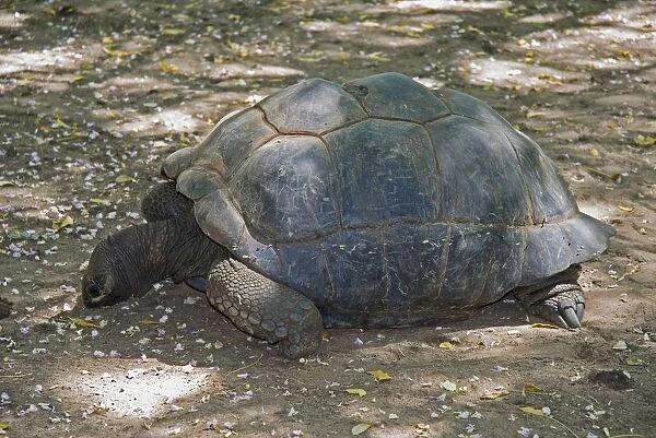 Kenya, Mtwapa, Kenya Marineland, tortoise