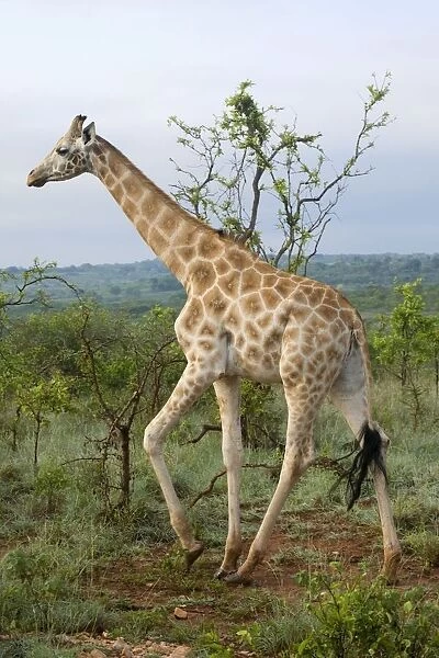 Kenya, Mwea National Reserve, Reticulated giraffe (Giraffa camelopardalis reticulata)