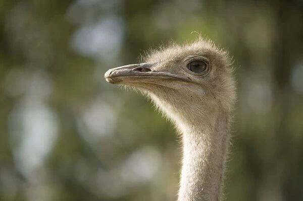 Kenya, Nairobi, Nairobi Mamba Village, head of an ostrich, close-up