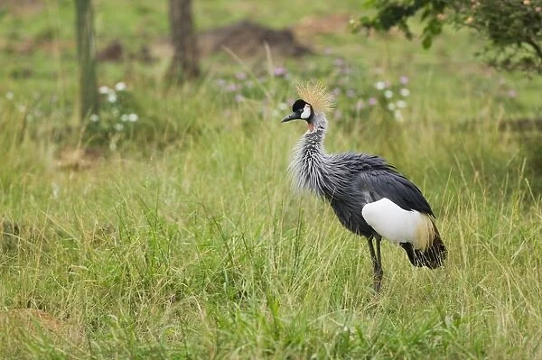 Kenya, near Kisumu, Kisumu Impala Sanctuary, Black crowned crane (Balearica pavonina) in grassland