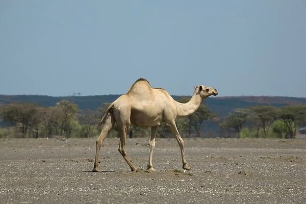 Kenya, near Maikone, Dromedary camel (Camelus dromedarius) walking in semi-arid landscape