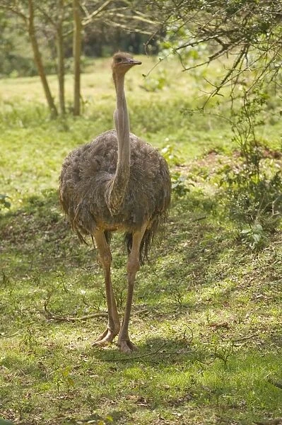 Kenya, near Nairobi, ostrich at the Kenya Wildlife Service headquarters