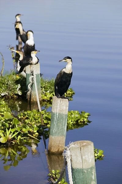 Kenya, Rift Valley, Lake Naivasha, White-breasted cormorants (Phalacrocorax lucidus) perched on poles in the lake