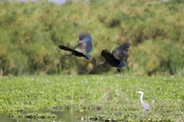 Kenya, Rift Valley, pair of Hadada ibises (Bostrychia hagedash) in flight along the shore of Crescent Island in Lake Naivasha