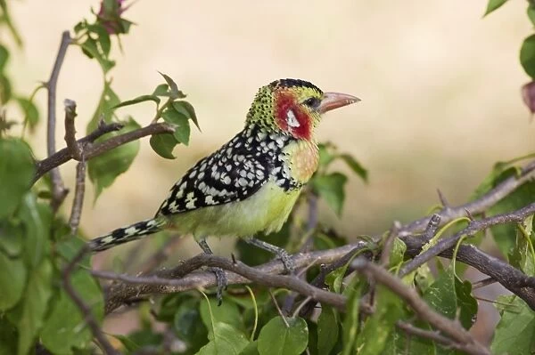 Kenya, Rift Valley, a Red-and-yellow barbet (Trachyphonus erythrocephalus) in trees around Lake Baringo