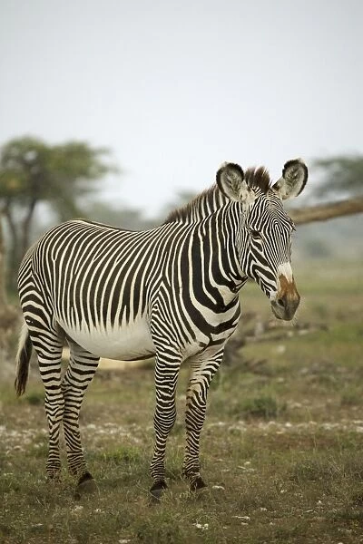 Kenya, Samburu National Reserve, Grevys Zebra (Equus grevyi), side view