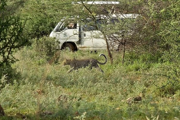 Kenya, Samburu National Reserve, safari tourists watching leopard from van