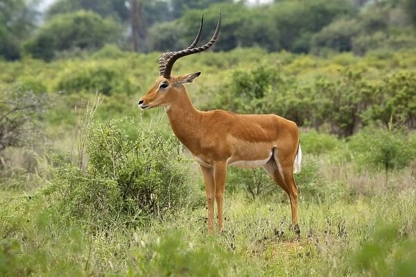 Kenya, Samburu National Reserve, Impala (Aepyceros melampus) standing in the grass, side view