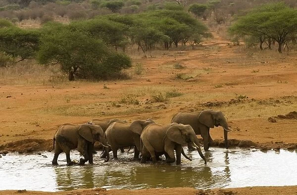 Kenya, Tsavo National Park, elephants at watering hole, near Kilaguni Serena Safari Lodge