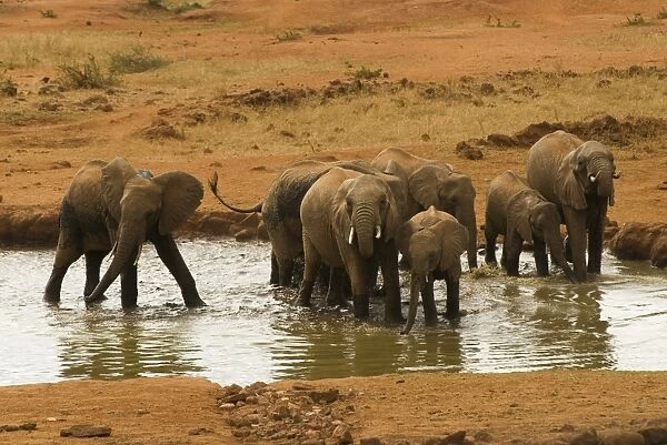 Kenya, Tsavo National Park, elephants at watering hole, near Kilaguni Serena Safari Lodge
