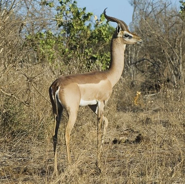 Kenya, Tsavo National Park, Gerenuk (Litocranius walleri), side view