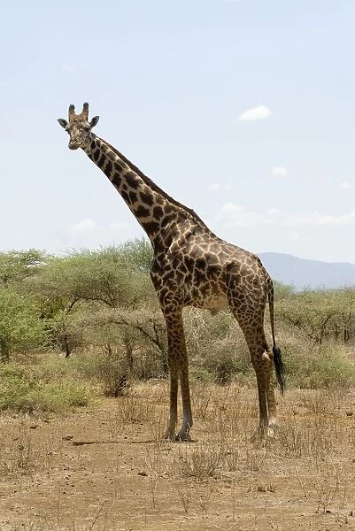Kenya, Tsavo National Park, giraffe in savannah landscape