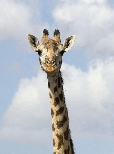 Kenya, Tsavo National Park, giraffes head, looking at camera