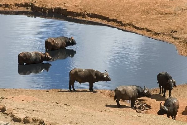 Kenya, Tsavo National Park, herd of buffalos at waterhole, near Voi Safari Lodge