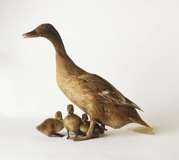 A Khaki Campbell duck with three ducklings