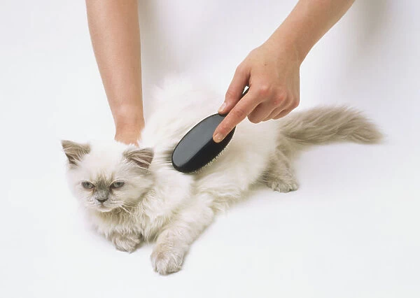 A kitten being brushed