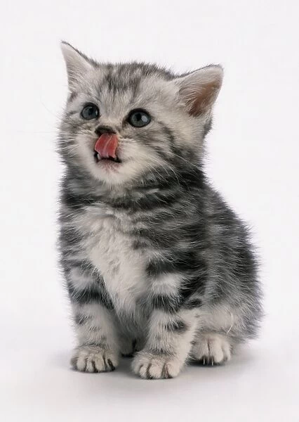 Kitten licking its nose