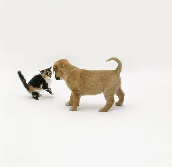 Kitten and puppy dog standing face to face, side view