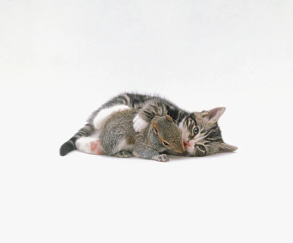 A kitten and a squirrel lying down together
