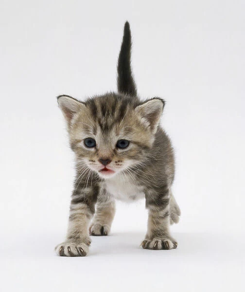 A kitten standing ready to walk