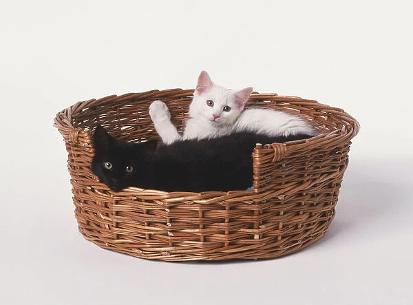 Two Kittens (Felis catus) lying in wicker basket, looking at camera
