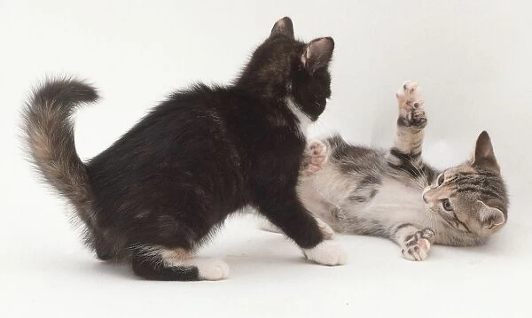 Two kittens play fighting
