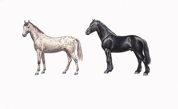Knabstrup horse and friesian horse (Equus caballus), illustration