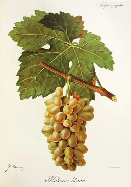 Kokour Blanc grape, illustration by J. Troncy
