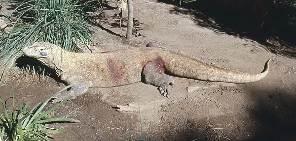 Komodo dragon (Varanus komodensis) lying down in the mud, side view