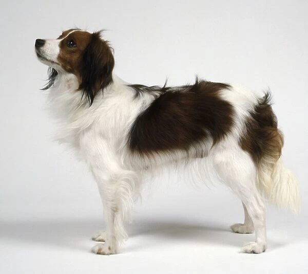 Kooiker dog, standing, side view