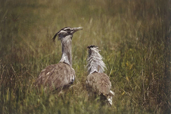 Two Kori Bustards, Ardeotis kori, white shaggy necks and brown crests, standing in long grass, rear view