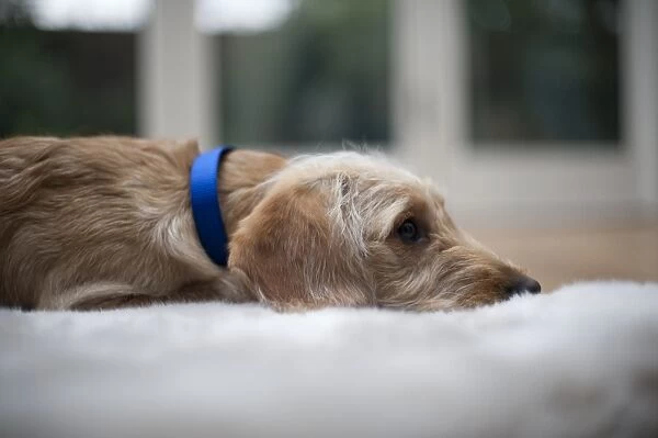 Labradoodle puppy wearing blue dog collar lying down on rug on the floor, close-up