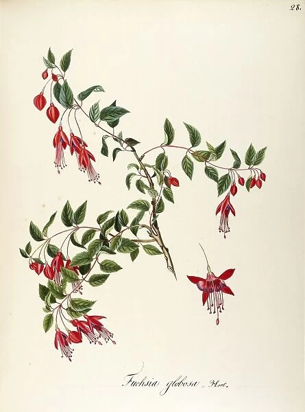 Ladies Eardrop (Fuchsia coccinea Soland), Onagraceae, Temperate greenhouse small shrub, native to Brazil, watercolor, 1841-1843