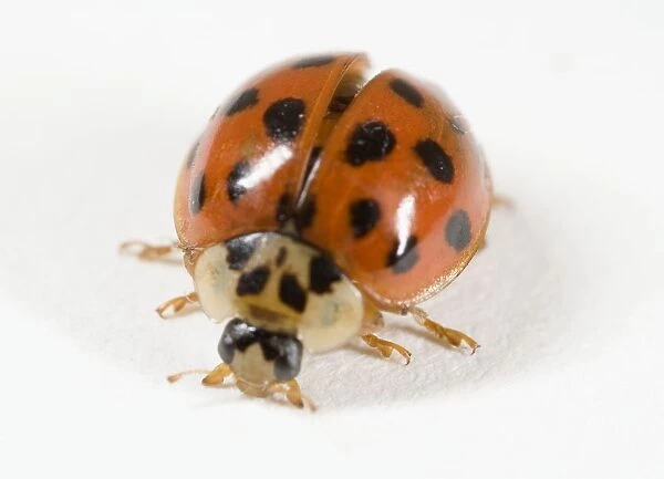 Ladybird (Adalia 10-Punctata) standing, close-up