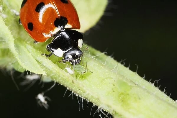 Ladybird feeding on greenflies (aphids), close-up
