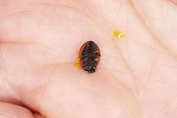 Ladybird upside down on a hand with drops of yellow liquid ooze (reflex bleeding)