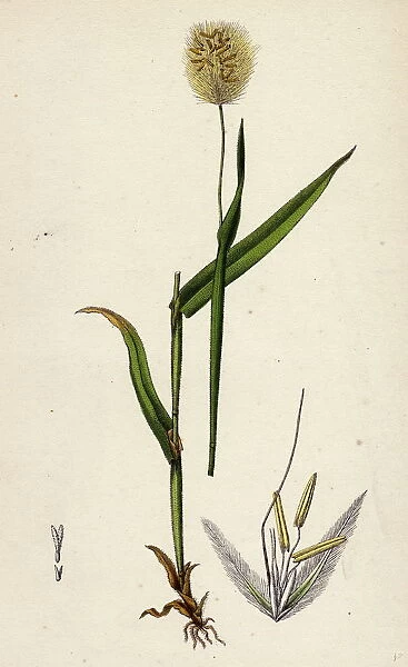 Lagurus ovatus, Ovate Hare s-tail-grass