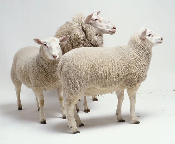 Two lambs, twelve weeks old, cream coloured woolly coat, upright pink ears, dark brown hooves, standing with mother, ewe has very thick darker coat, small ears