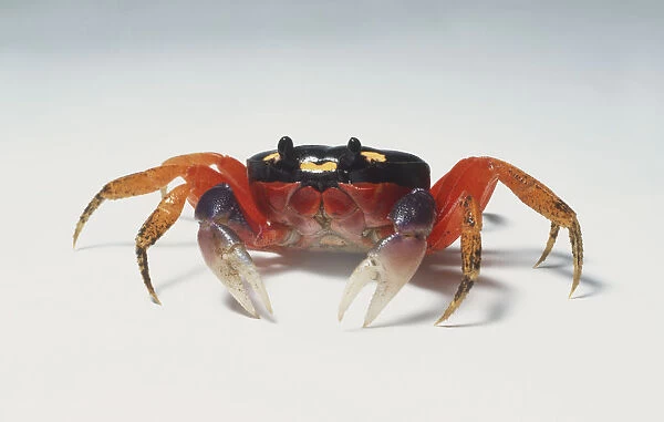Land crab, black head, red legs and body, pale claws