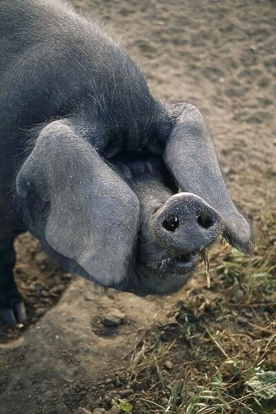 Large Black pig, close-up