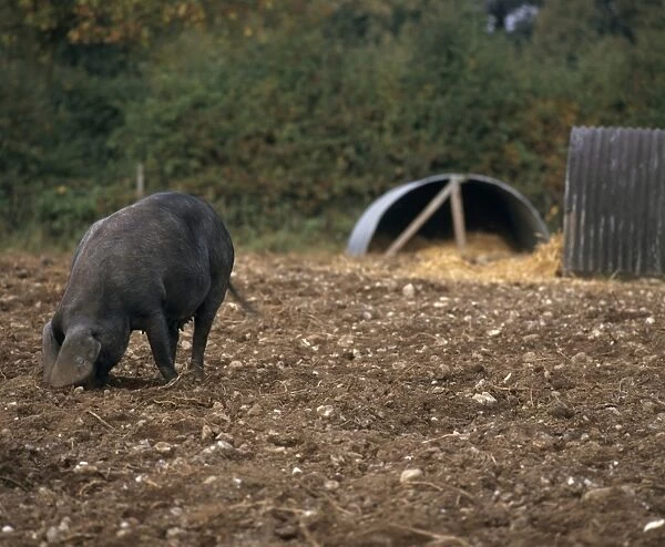 Large Black Pig rooting in soil