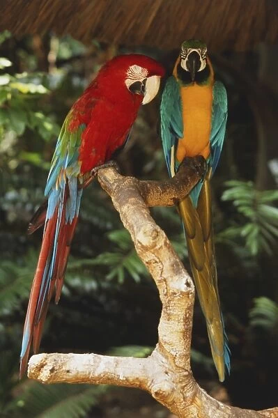 Two large bright coloured parrots on a branch