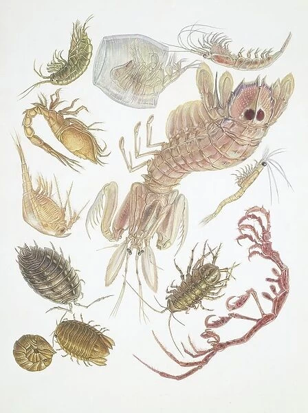 Large group of Crustaceans, illustration