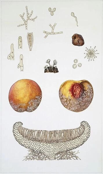 Large group of Discomycetes fungi, illustration